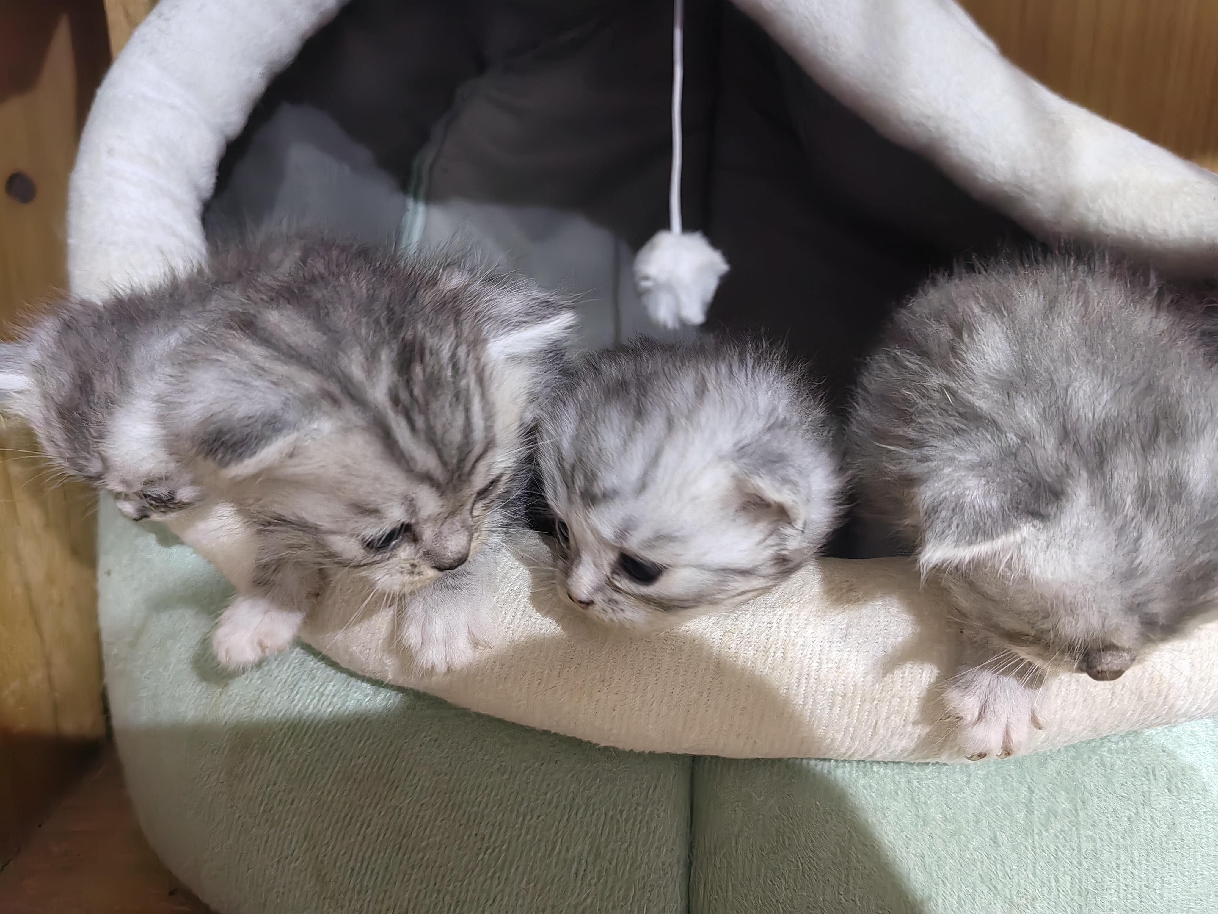 银渐层一窝马上出窝，公母都有，400一只不包邮